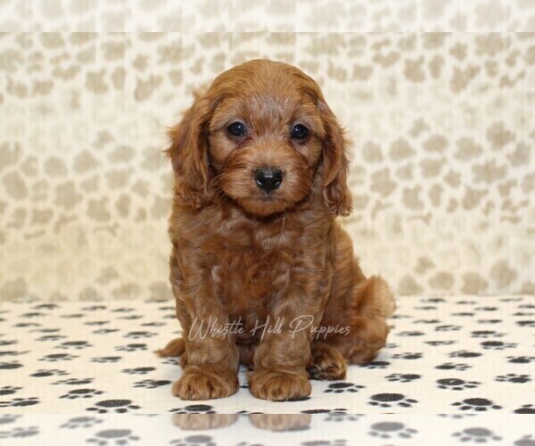 Medium Photo #3 Cavapoo Puppy For Sale in DENVER, PA, USA