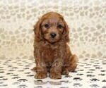 Small #2 Cavapoo