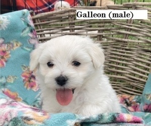 Coton de Tulear Puppy for Sale in RUBICON, Wisconsin USA