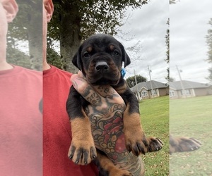 Doberman Pinscher Puppy for sale in NEWTON, NC, USA