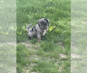 Cockapoo Puppy for sale in SPANISH FORK, UT, USA