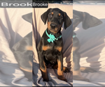 Small #4 Doberman Pinscher