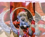 Small Photo #5 Cane Corso Puppy For Sale in SAN TAN VALLEY, AZ, USA