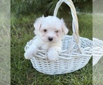 Small #2 Maltese