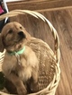 Small Photo #8 Golden Retriever Puppy For Sale in ALTONA, IN, USA