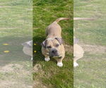 Small #3 American Staffordshire Terrier-French Bulldog Mix