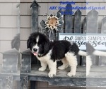 Small Photo #1 Newfoundland Puppy For Sale in SHIPSHEWANA, IN, USA