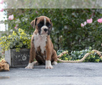 Puppy Phoebe Boxer
