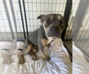 Mutt Dogs for adoption in Bakersfield, CA, USA