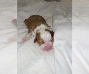 Cavalier King Charles Spaniel-Miniature Australian Shepherd Mix Puppy for sale in ARLINGTON, TX, USA