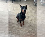 Small #1 Doberman Pinscher
