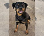 Small #4 Rottweiler