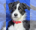 Small #3 Jack Russell Terrier Mix