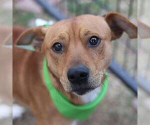 Mutt Dogs for adoption in San Antonio, TX, USA