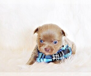 Medium Chihuahua