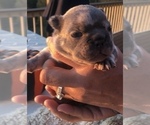 Small Photo #37 French Bulldog Puppy For Sale in PLACERVILLE, CA, USA
