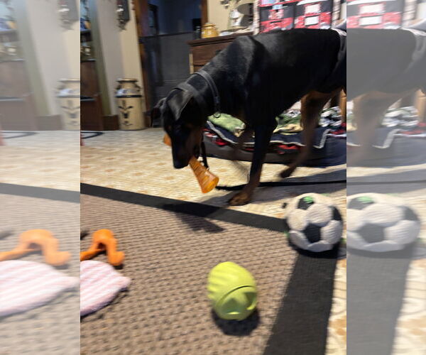 Medium Photo #4 Doberman Pinscher Puppy For Sale in Minneaoplis, MN, USA