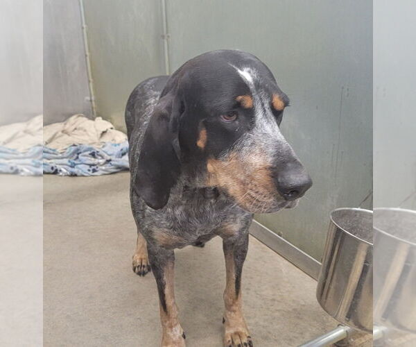 Medium Photo #1 Coonhound Puppy For Sale in La Porte, IN, USA