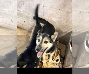 Huskies -Unknown Mix Dogs for adoption in Tracy City, TN, USA