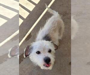 Taco - Male Norfolk Terrier-Unknown Mix Dog for Adoption - Photo #2