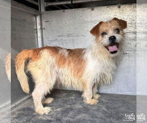 Jacairn Dogs for adoption in Washington, DC, USA