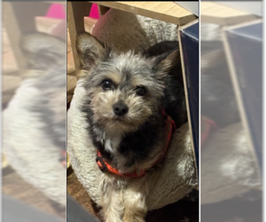 Mutt Dogs for adoption in Spring, TX, USA
