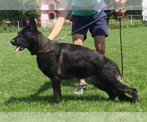 Mother of the German Shepherd Dog puppies born on 03/20/2025