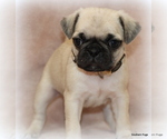 Small Photo #1 Pug Puppy For Sale in WINNSBORO, TX, USA