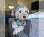 Small Photo #1 Australian Mountain Dog Puppy For Sale in CULPEPER, VA, USA