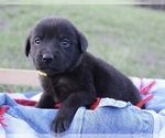 Puppy Male 1 Labrador Retriever