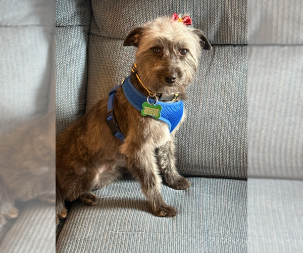 Medium Photo #2 Australian Shepherd Puppy For Sale in Sioux Falls, SD, USA