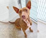 Small #1 American Pit Bull Terrier Mix