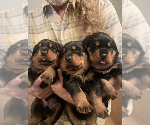 Medium Photo #23 Rottweiler Puppy For Sale in GARLAND, TX, USA