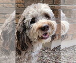 Small #2 Goldendoodle