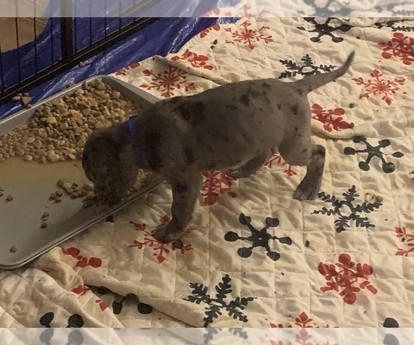 Medium Photo #1 Great Dane Puppy For Sale in MARICOPA, AZ, USA