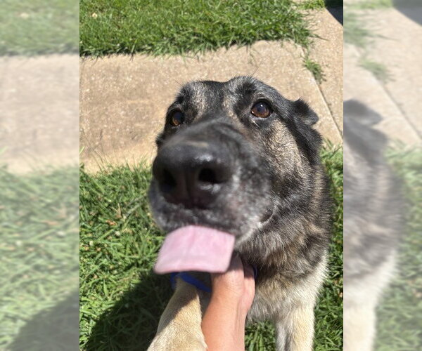 Medium Photo #1 German Shepherd Dog Puppy For Sale in Oklahoma City, OK, USA