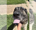 Small German Shepherd Dog