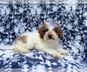 Poodle (Miniature) Puppy for sale in LAKELAND, FL, USA