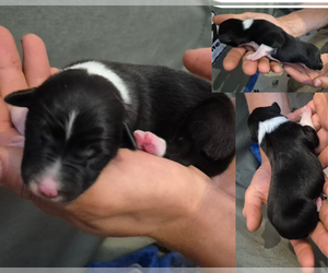 Medium Border-Aussie