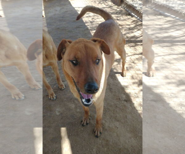 Medium Photo #10 Labrador Retriever-Unknown Mix Puppy For Sale in Apple Valley, CA, USA