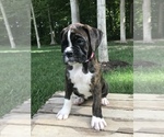 Small Photo #6 Boxer Puppy For Sale in GOSHEN, IN, USA