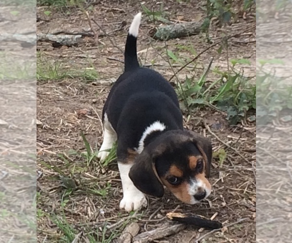Medium Photo #9 Beagle Puppy For Sale in HURRICANE MILLS, TN, USA
