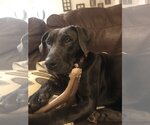 Small Photo #4 Labrador Retriever Puppy For Sale in Rosenberg, TX, USA