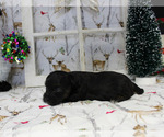 Small Photo #12 YorkiePoo Puppy For Sale in CHANUTE, KS, USA