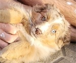 Small Photo #3 Miniature Australian Shepherd Puppy For Sale in MOUNT SHASTA, CA, USA