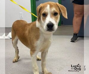 Labrador Retriever-Unknown Mix Dogs for adoption in Washington, DC, USA