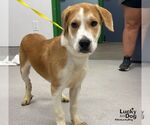 Small Labrador Retriever Mix