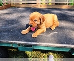 Small #3 Golden Retriever