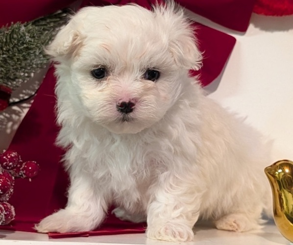 Medium Photo #2 Maltese Puppy For Sale in GOSHEN, IN, USA