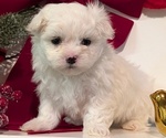 Small #1 Maltese